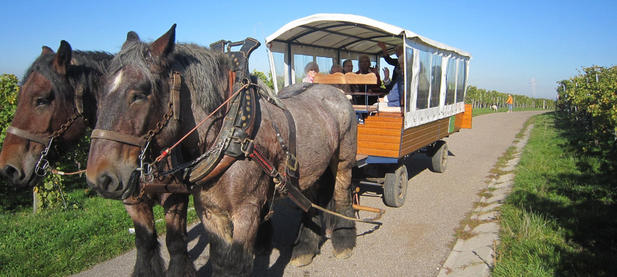 Pferde ziehen einen Planwagen mit Senioren