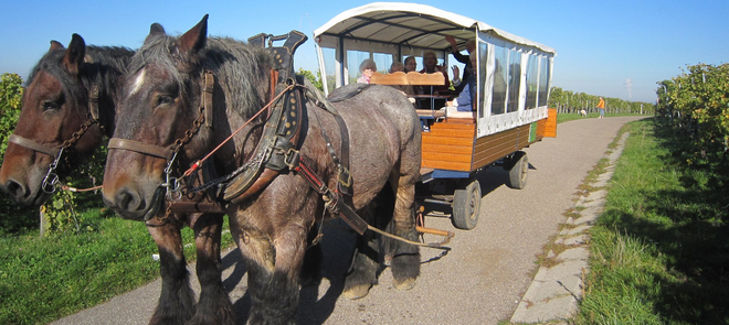 Mit Felix und Max auf dem Kappelberg Pferde ziehen einen Planwagen mit Senioren